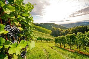passion investments in wineries
